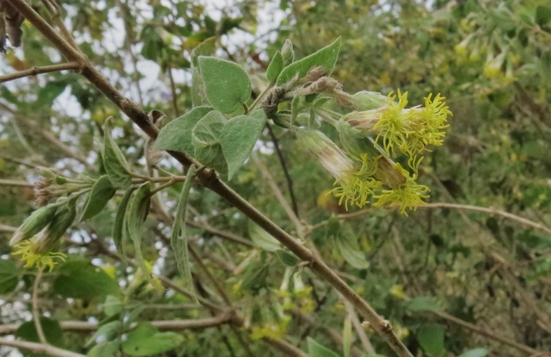 Brickellia argyrolepis photo 2