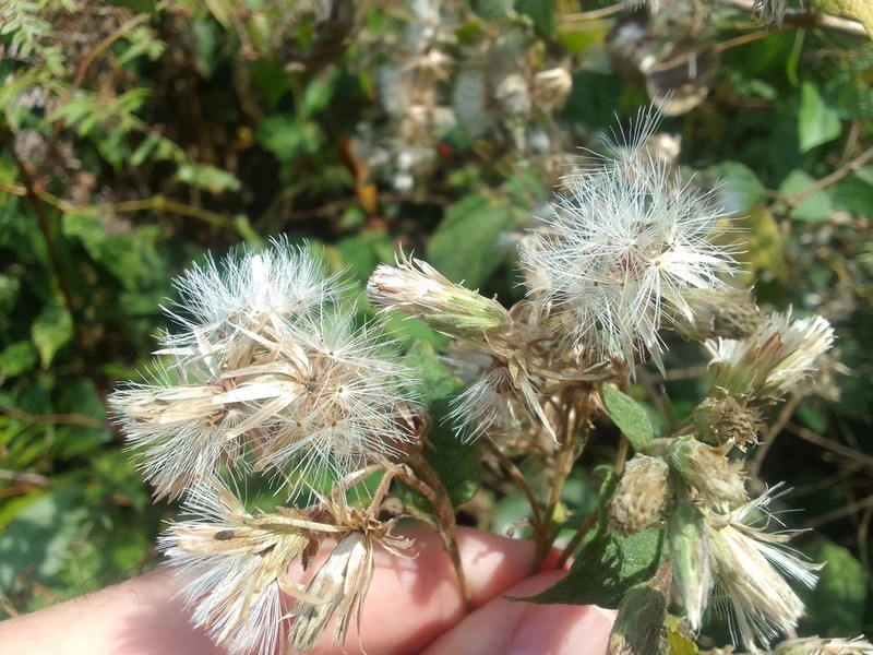 Brickellia argyrolepis photo 3