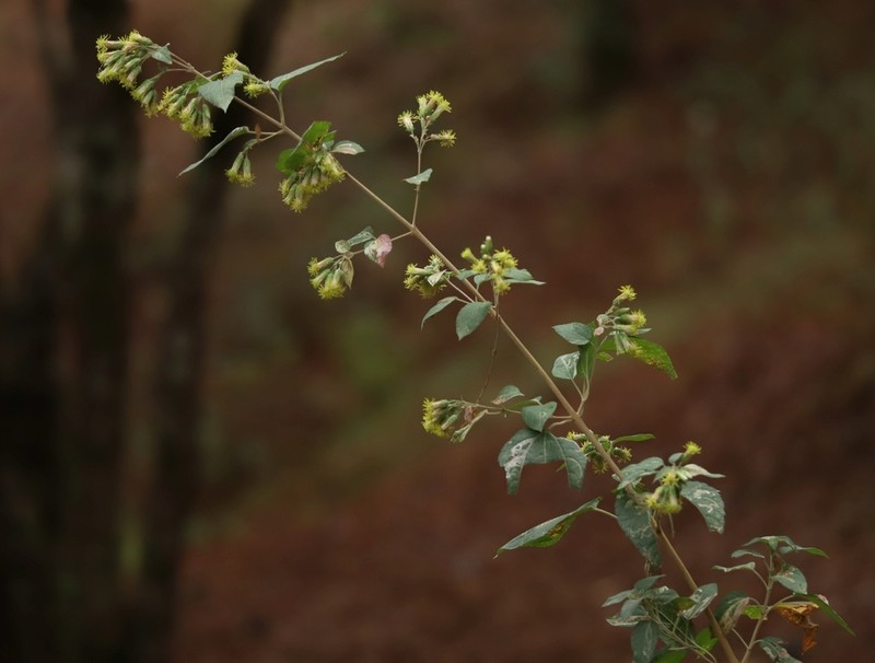 Brickellia argyrolepis photo 4