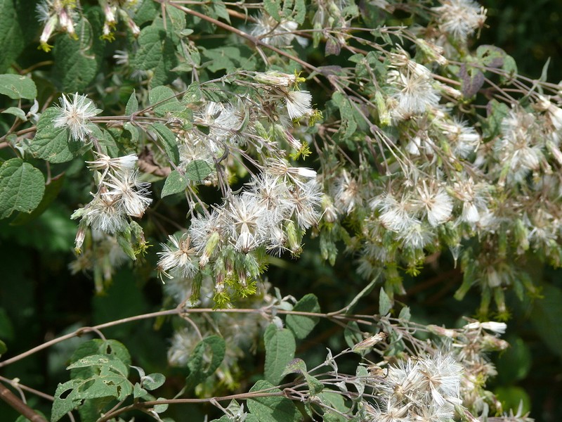 Brickellia argyrolepis photo 5