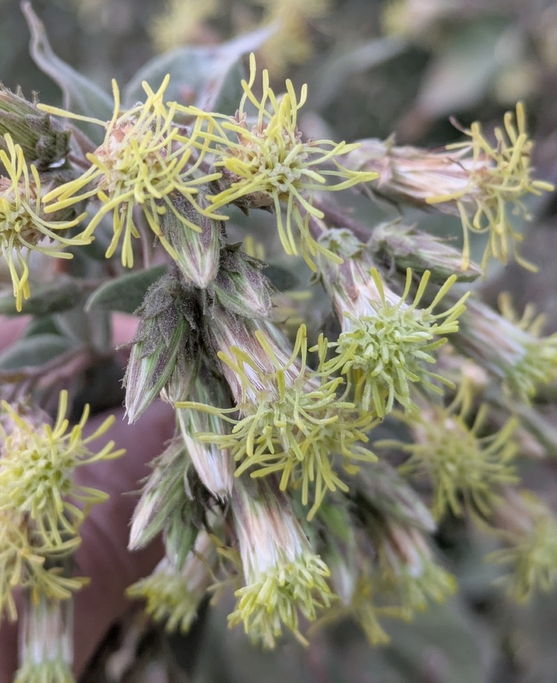 Brickellia argyrolepis photo 6