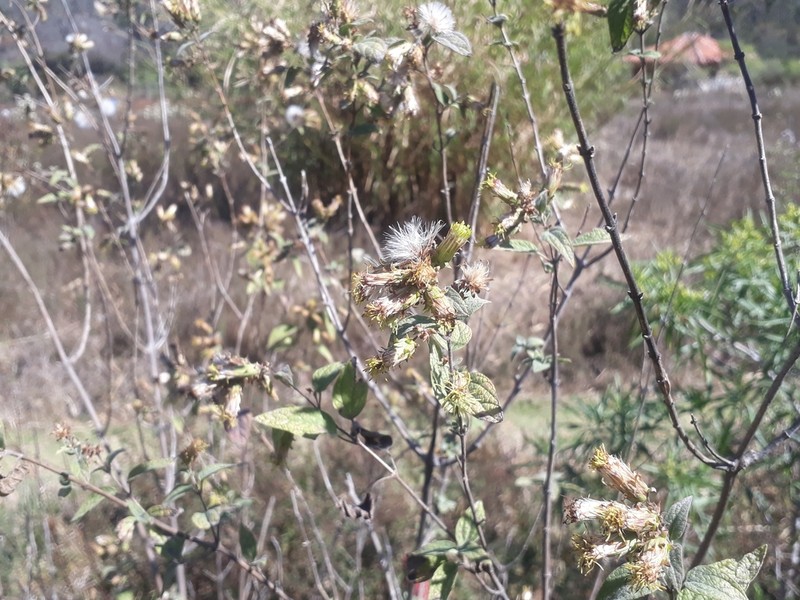 Brickellia argyrolepis photo 7