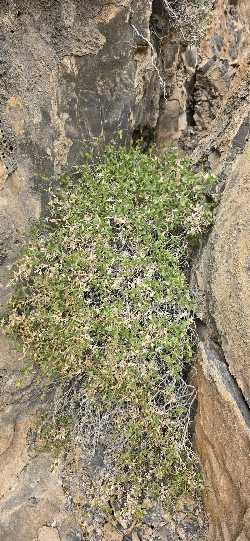 Brickellia atractyloides var. atractyloides