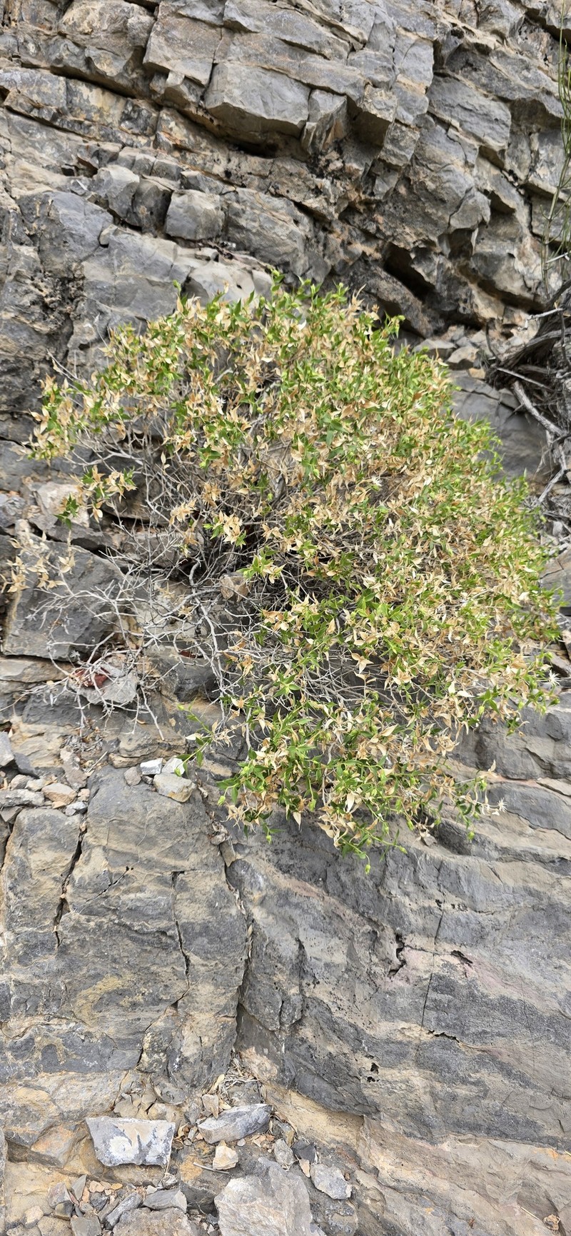 Brickellia atractyloides var. atractyloides photo 2