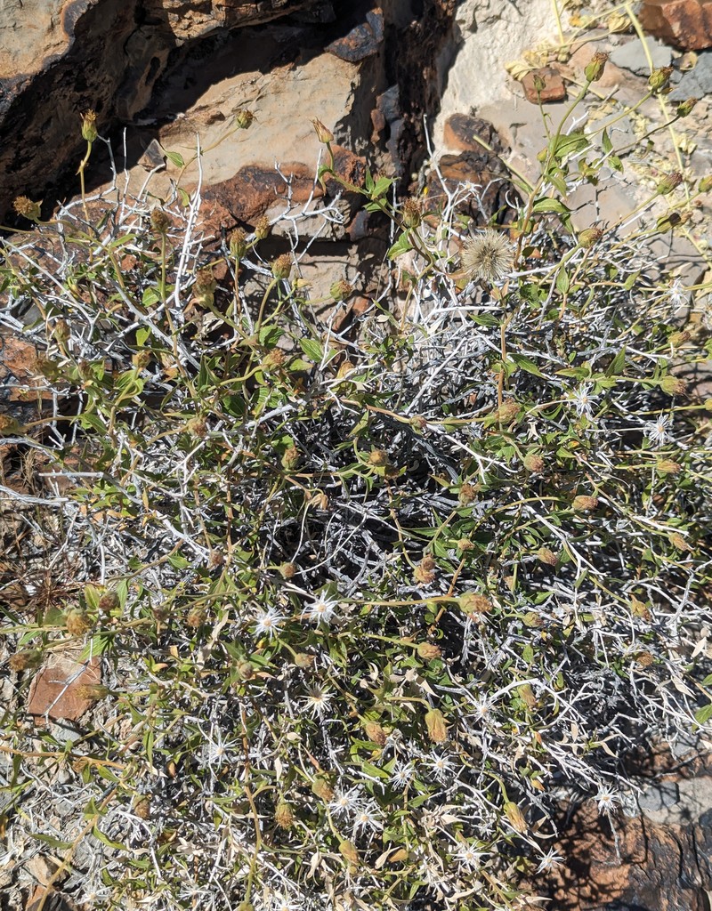 Brickellia atractyloides var. atractyloides photo 3