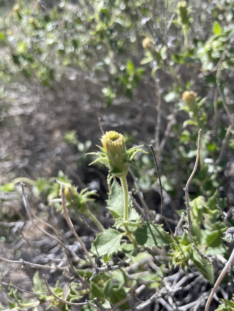 Brickellia atractyloides var. odontolepis