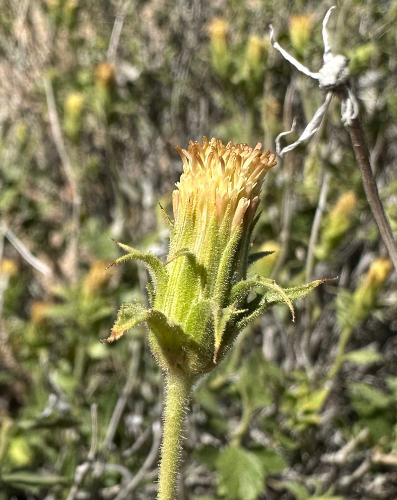 Brickellia atractyloides var. odontolepis photo 2