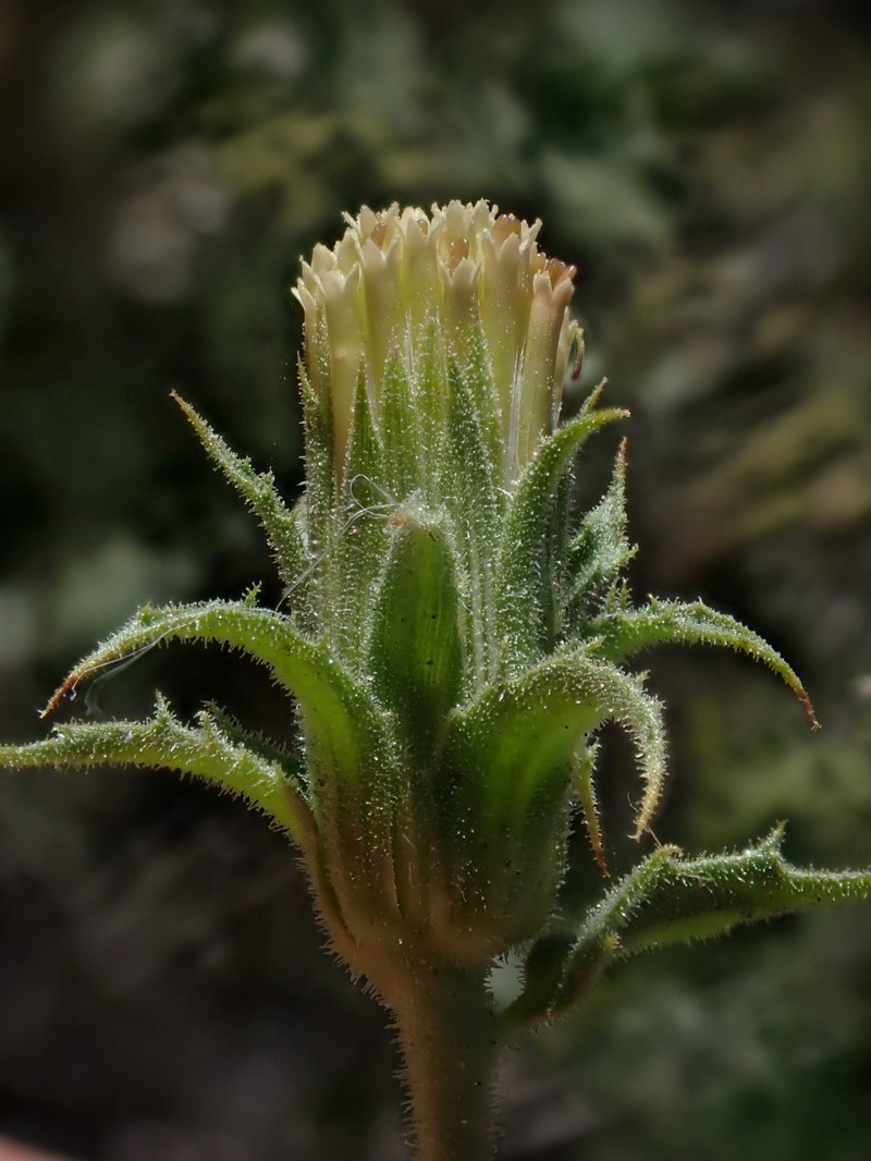 Brickellia atractyloides var. odontolepis photo 3