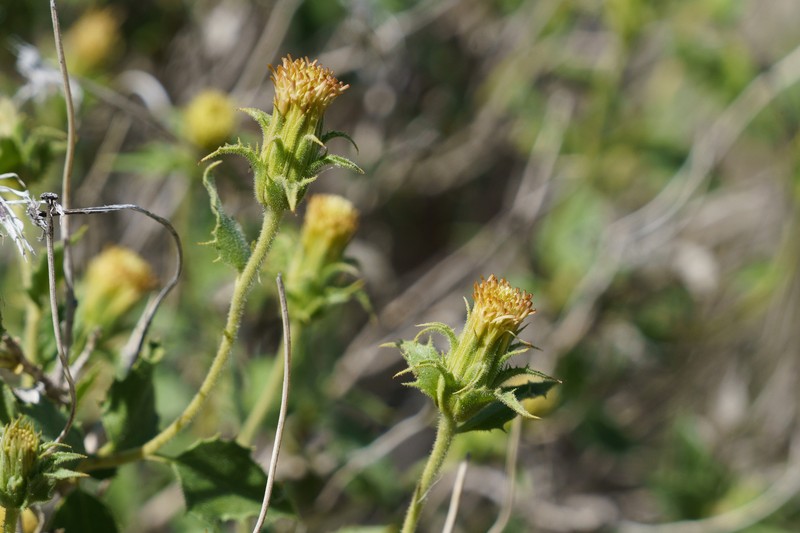 Brickellia atractyloides var. odontolepis photo 4