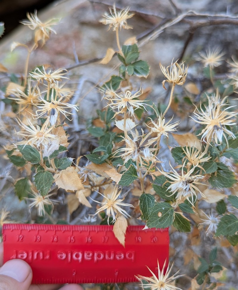 Brickellia atractyloides var. odontolepis photo 5