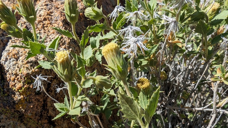 Brickellia atractyloides var. odontolepis photo 7