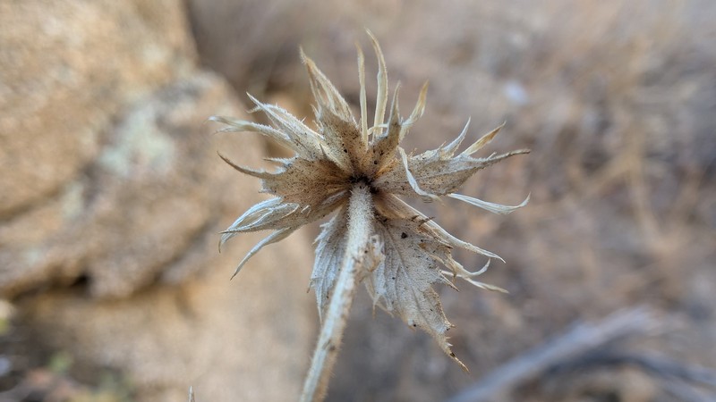 Brickellia atractyloides var. odontolepis photo 8