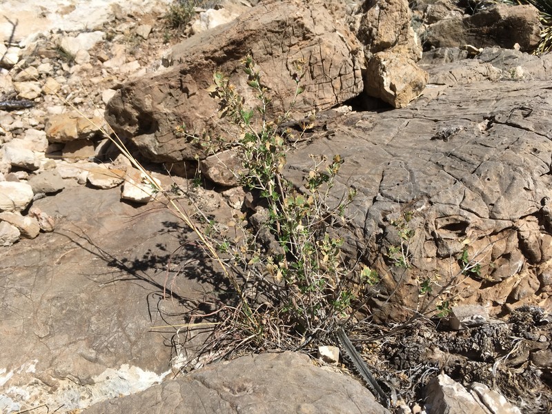 Resinleaf Brickellbush