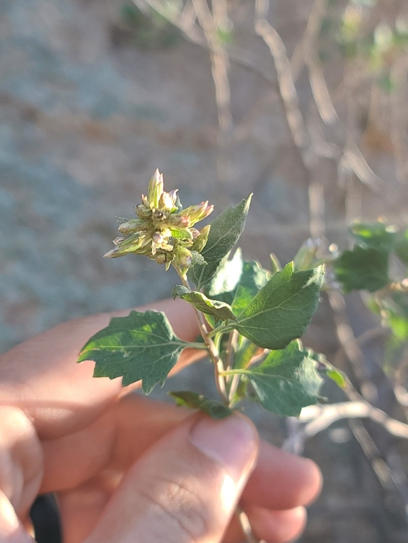 Resinleaf Brickellbush