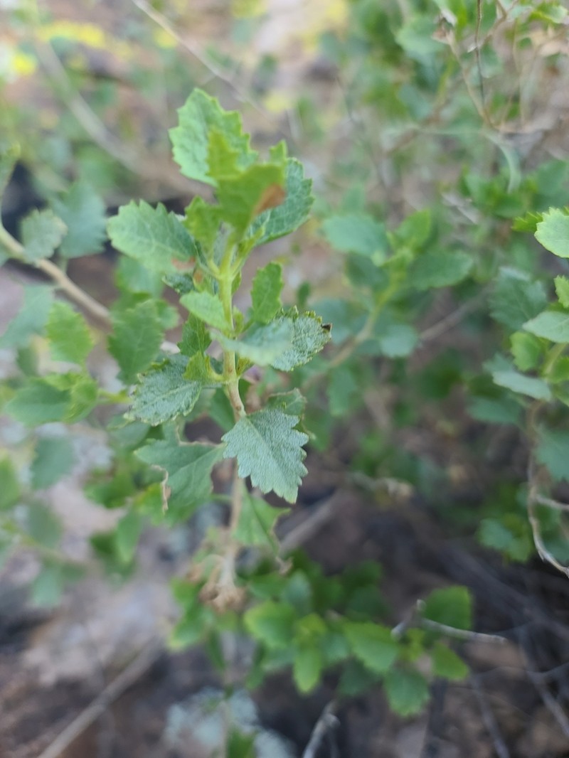 Resinleaf Brickellbush photo 6