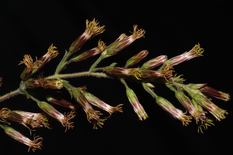 Betonyleaf Brickellbush