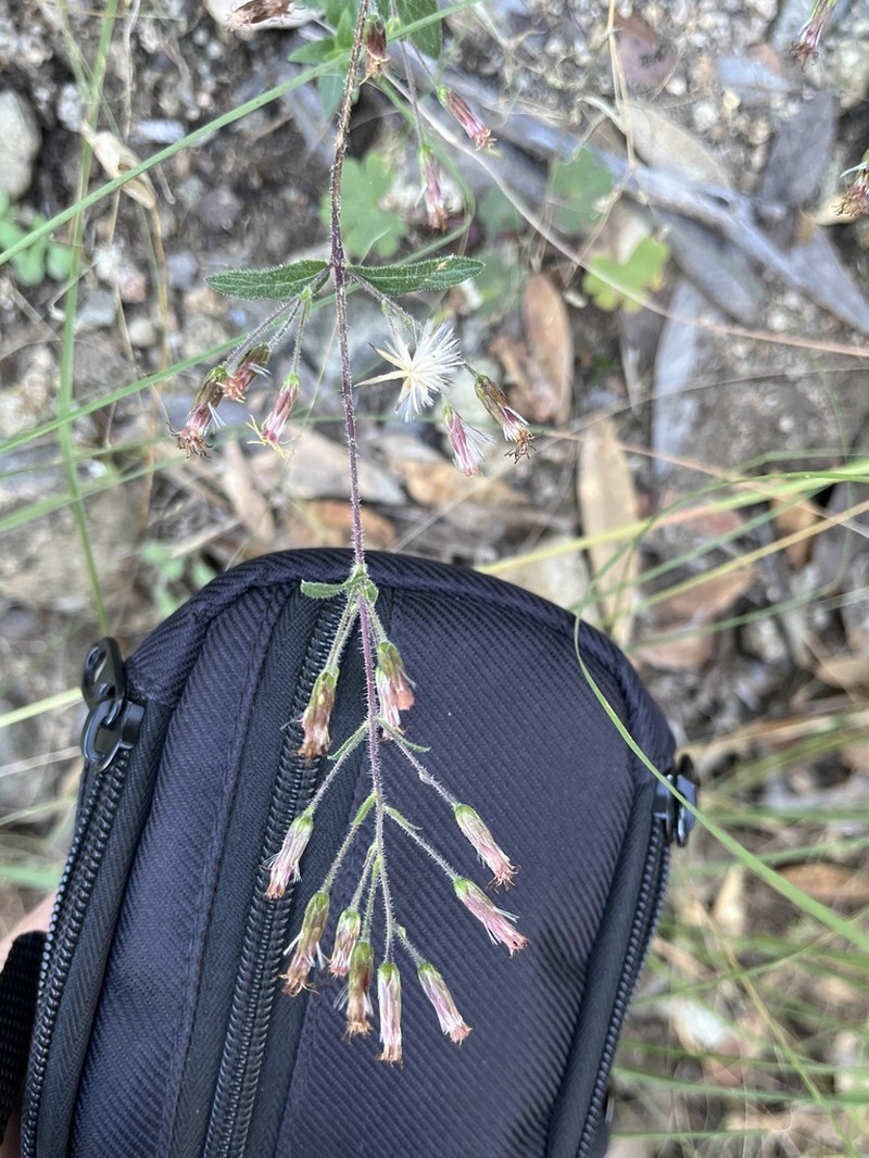 Betonyleaf Brickellbush
