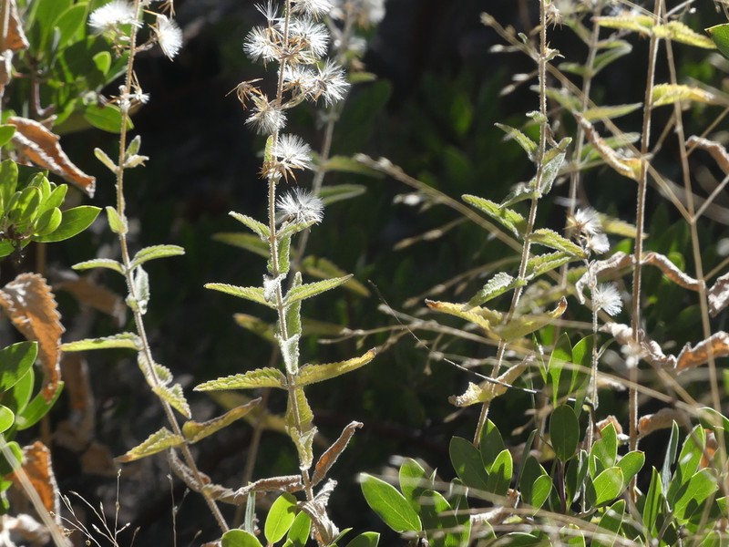 Betonyleaf Brickellbush photo 2