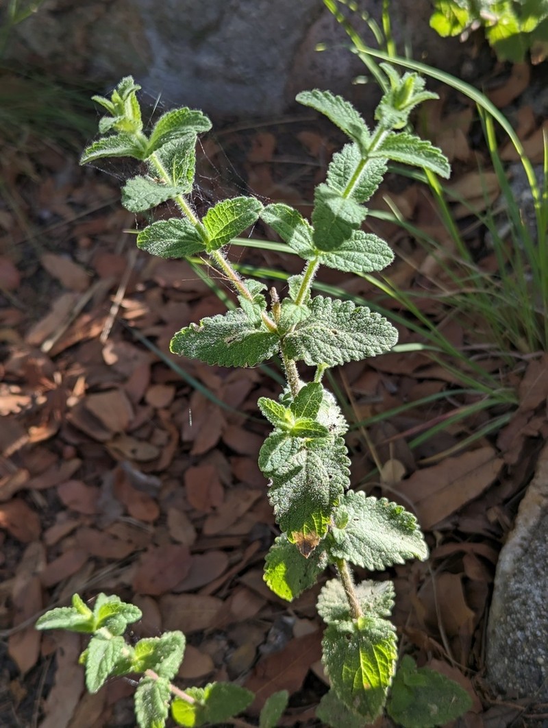 Betonyleaf Brickellbush photo 3
