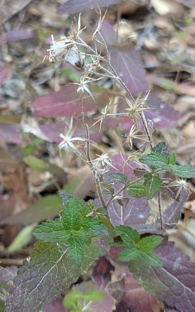 Betonyleaf Brickellbush photo 4