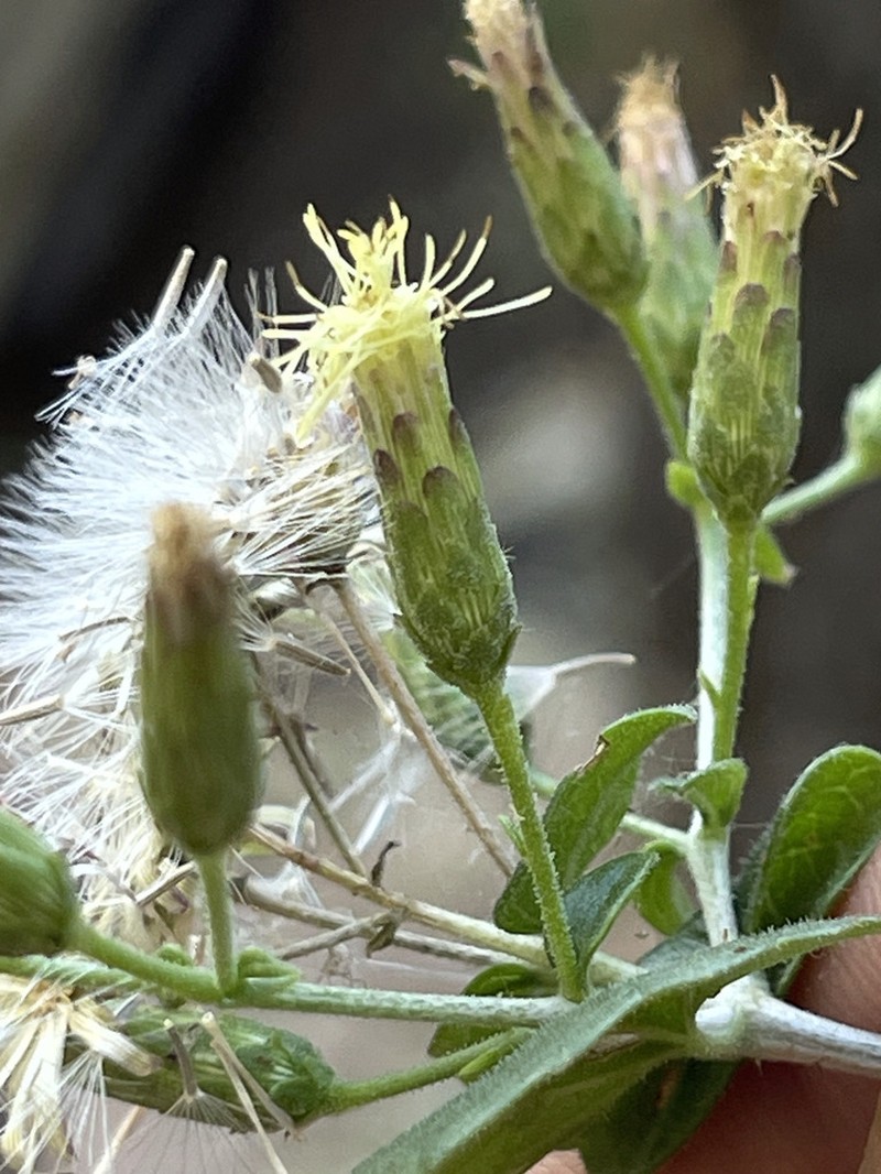Brickellia brandegeei