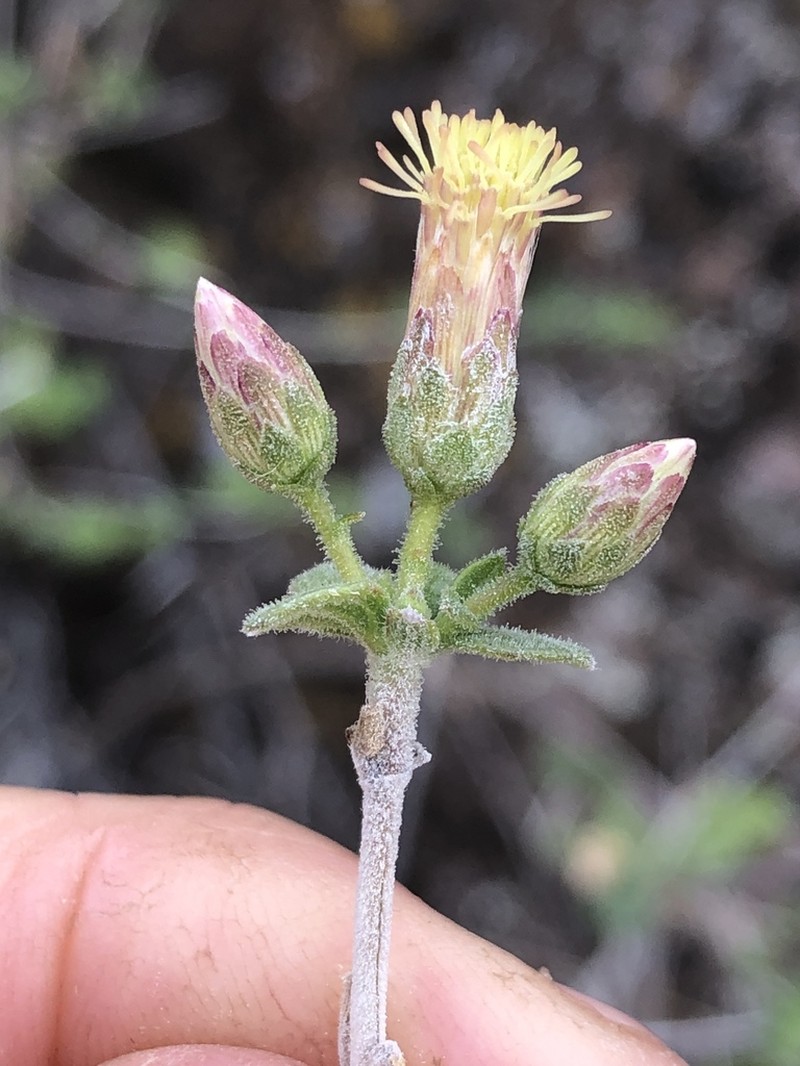 Brickellia brandegeei photo 2