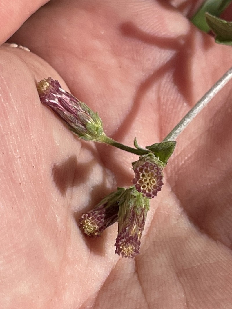Brickellia brandegeei photo 3
