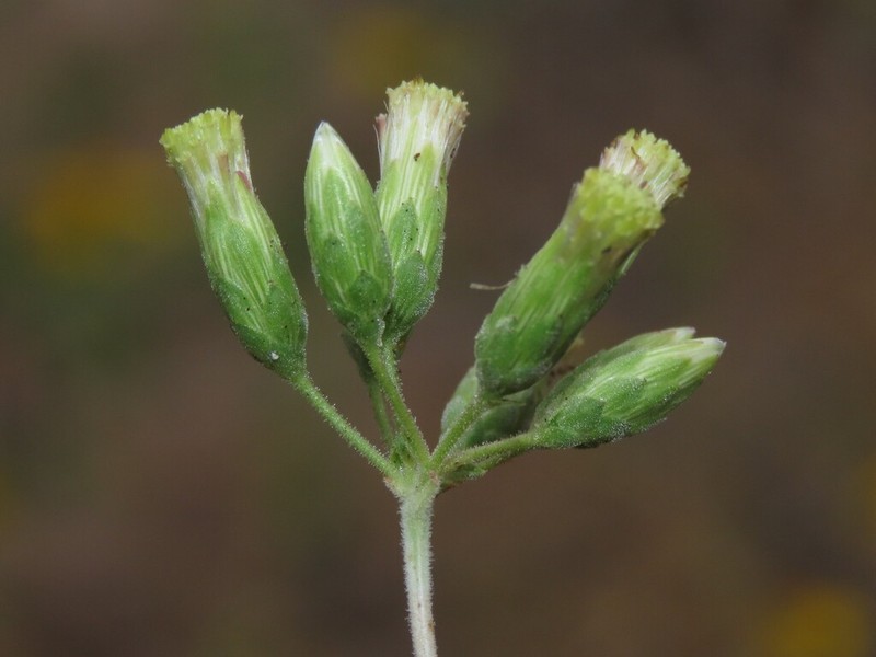 Brickellia brandegeei photo 4