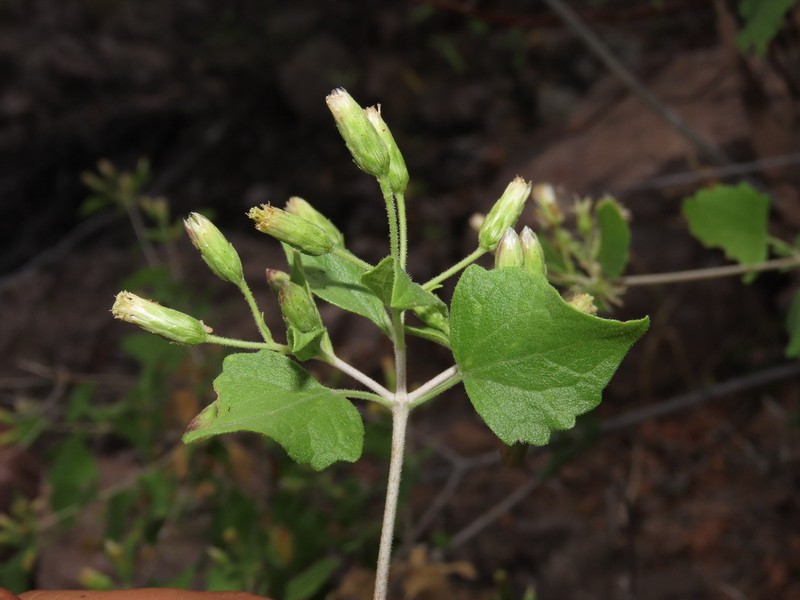 Brickellia brandegeei photo 5