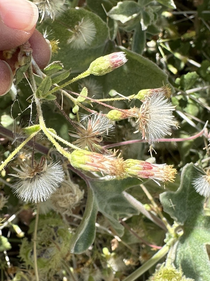 Brickellia brandegeei photo 6