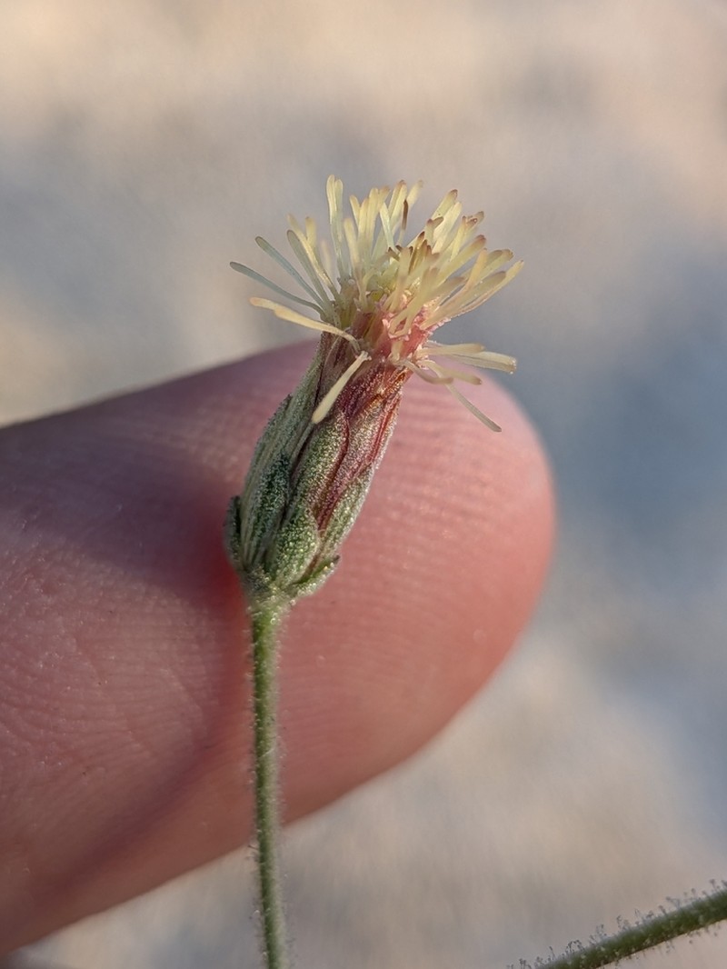 Brickellia brandegeei photo 7