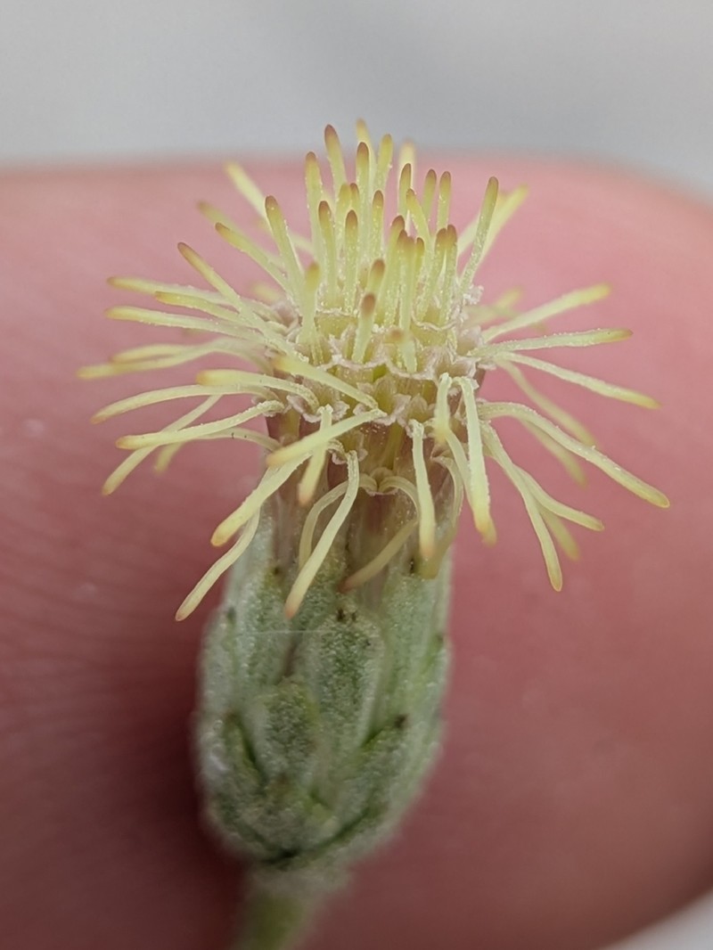 Brickellia brandegeei photo 8