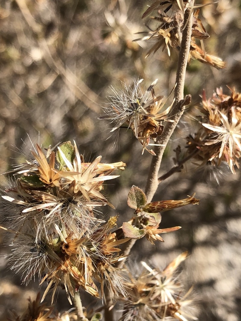 California Brickellbush photo 6