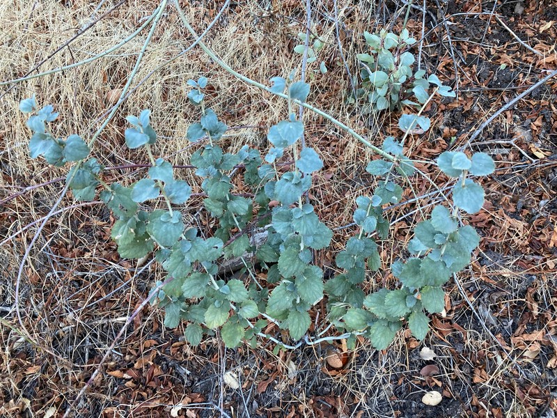 California Brickellbush photo 7