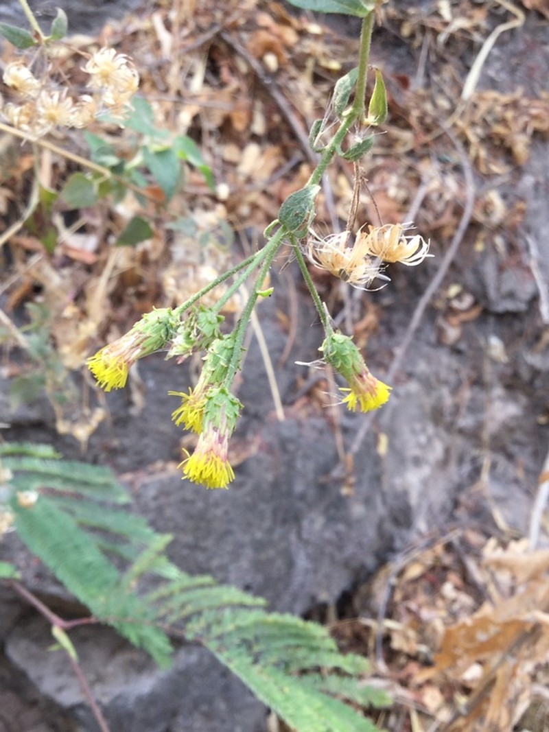 Brickellia cardiophylla