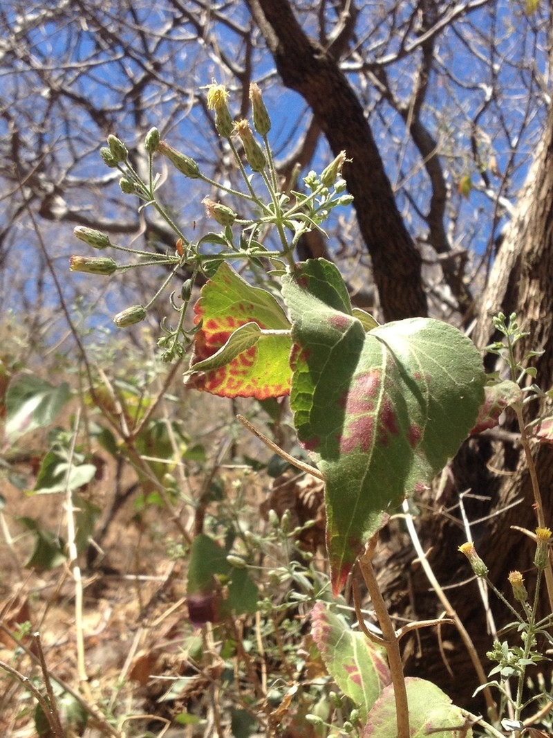 Brickellia cardiophylla photo 4