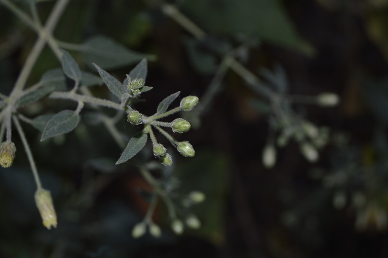 Brickellia cardiophylla photo 5