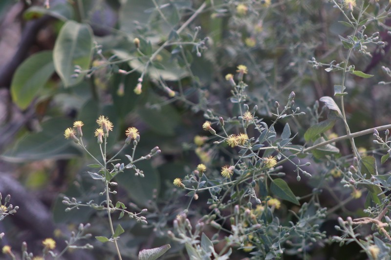 Brickellia cardiophylla photo 6