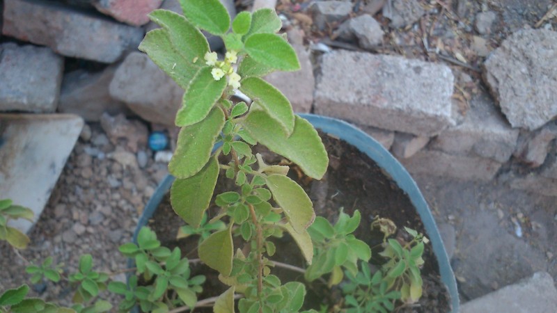 Brickellia cavanillesii