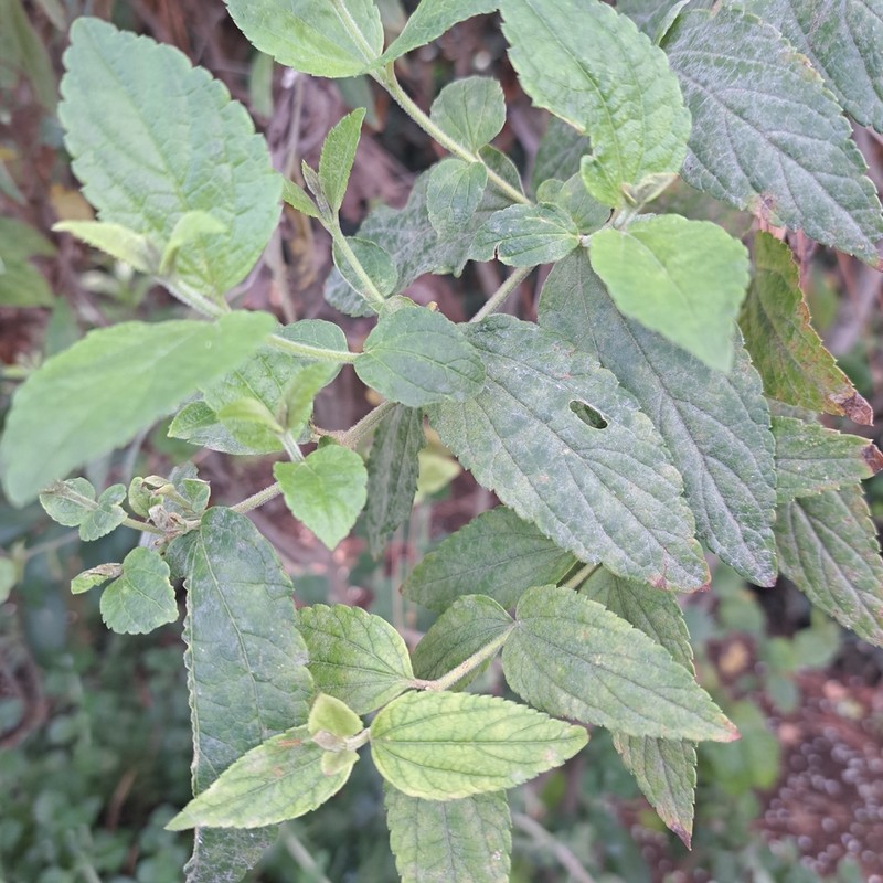 Brickellia cavanillesii photo 2