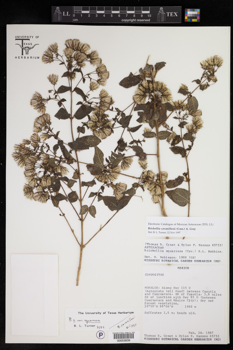 Brickellia cavanillesii photo 3
