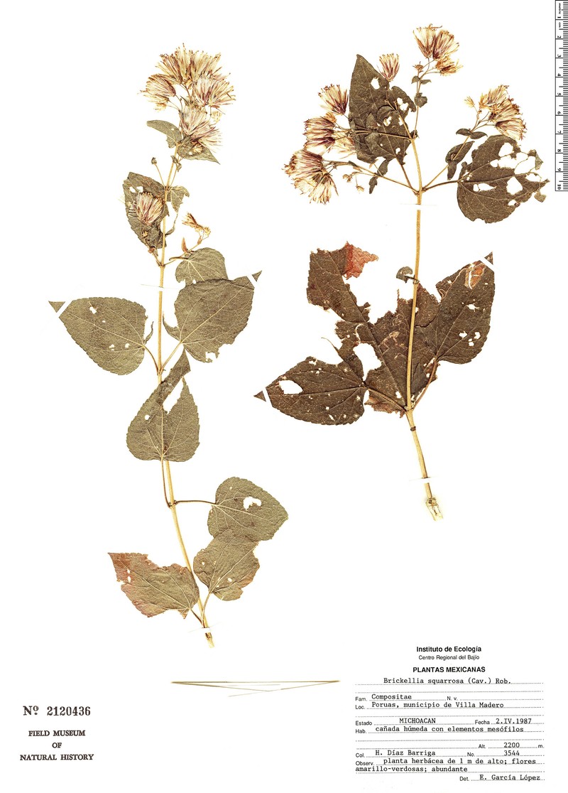 Brickellia cavanillesii photo 4