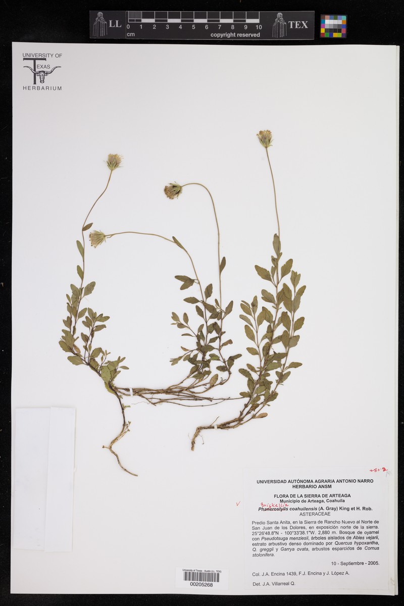 Brickellia coahuilensis