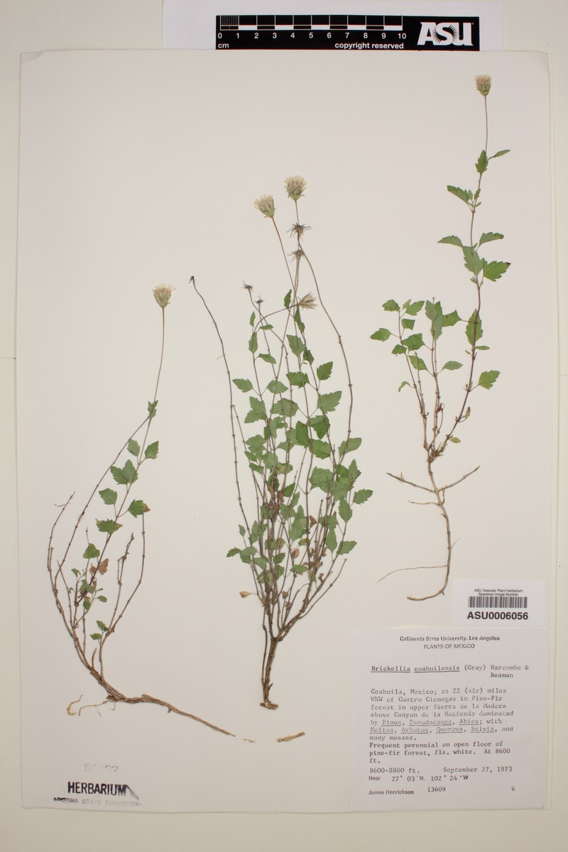 Brickellia coahuilensis photo 2