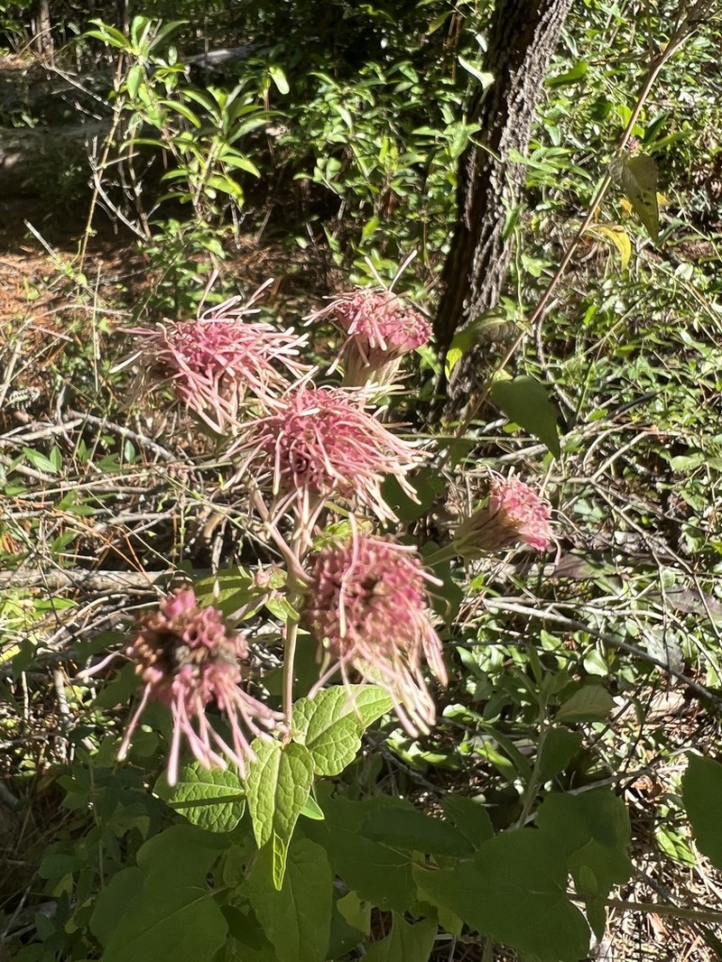 Flyr's Brickellbush