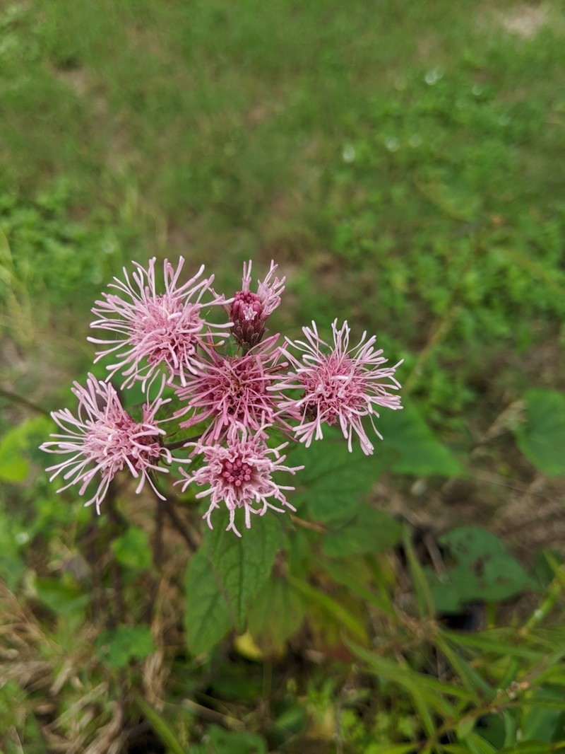 Flyr's Brickellbush photo 2