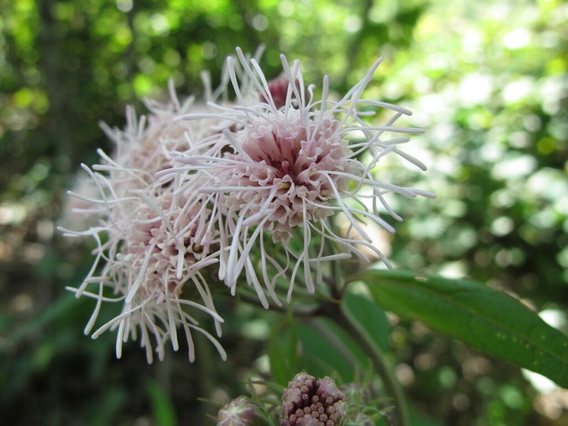 Flyr's Brickellbush photo 3