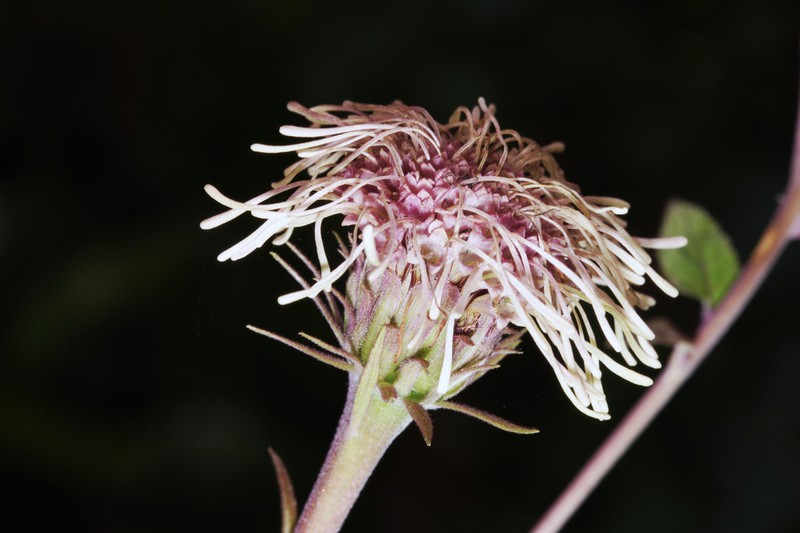 Flyr's Brickellbush photo 4