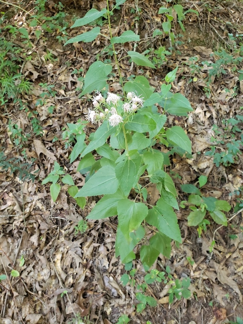 Flyr's Brickellbush photo 6