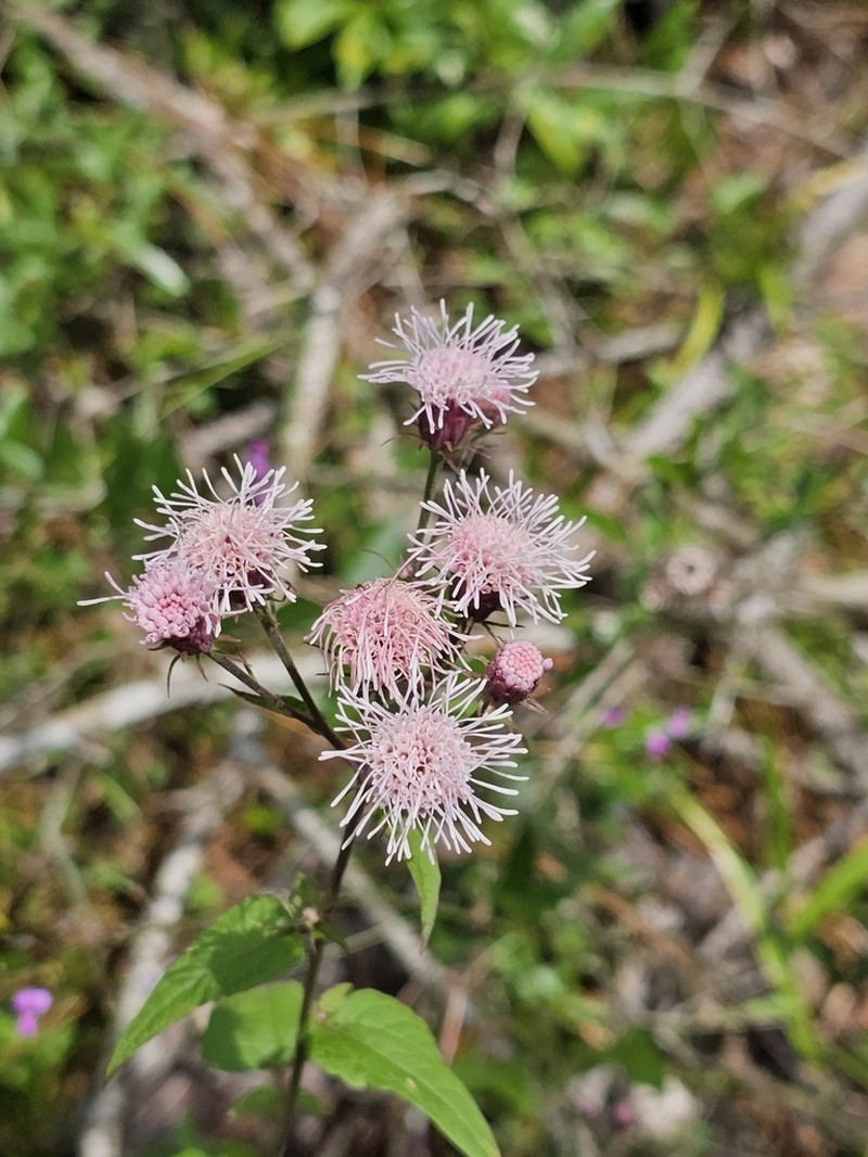 Flyr's Brickellbush photo 8